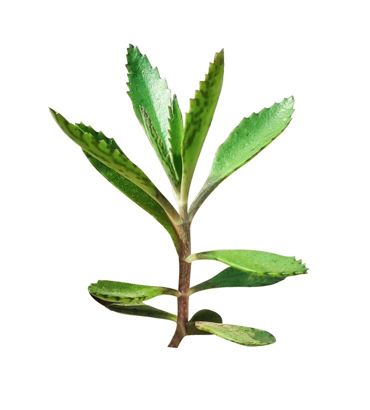 PSD una sola hoja verde sobre un fondo blanco planta de hoja verde naturaleza ecológica rama de árbol aislada