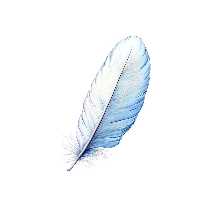 PSD una sola pluma blanca aislada sobre un fondo transparente