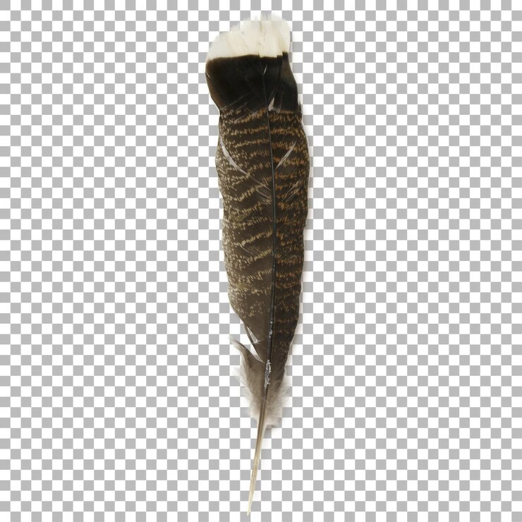 PSD una sola pluma con intrincados patrones y una punta blanca que muestra la belleza natural