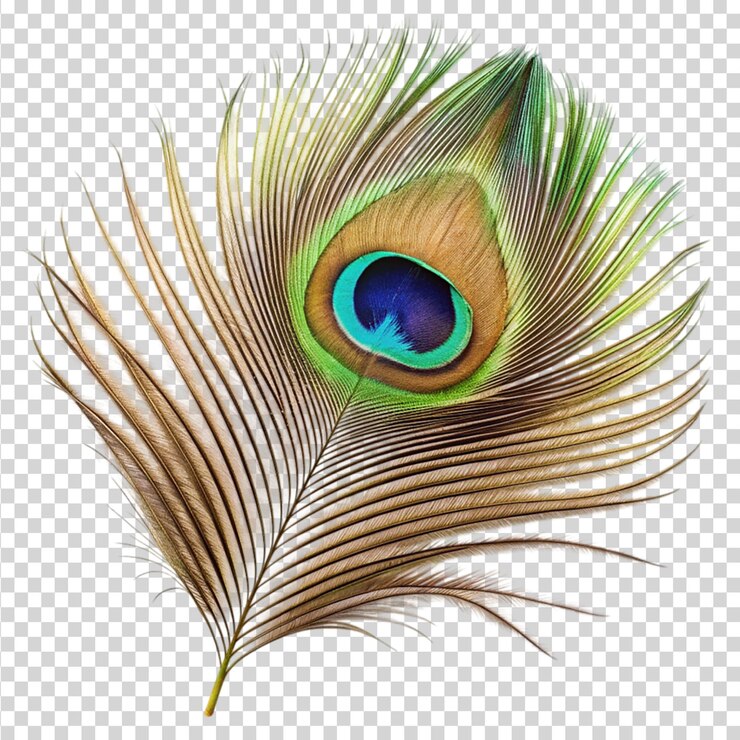 PSD una sola pluma de pavo real aislada sobre un fondo transparente
