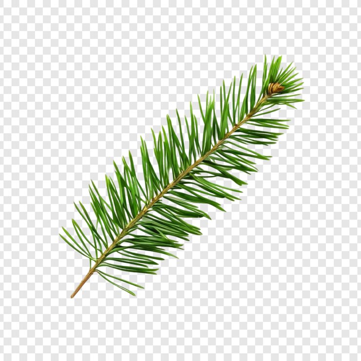 PSD una sola ramita verde de la rama de la aguja de pino en la naturaleza aislada