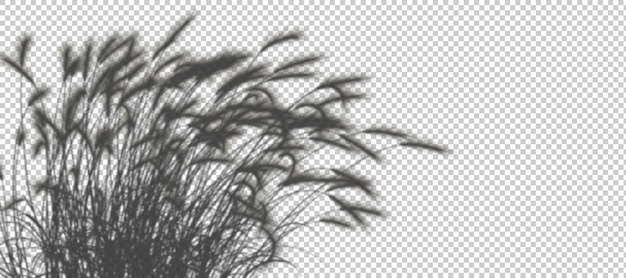 Sombras trigo pradera sombrilla corte fondos 3d render