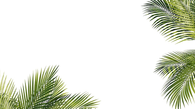 Sommer-Tropical-Palmenblätter Exotische Palmenbaum Transparenter Hintergrund