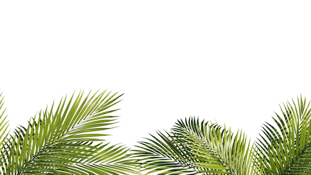 Sommer-Tropical-Palmenblätter Exotische Palmenbaum Transparenter Hintergrund