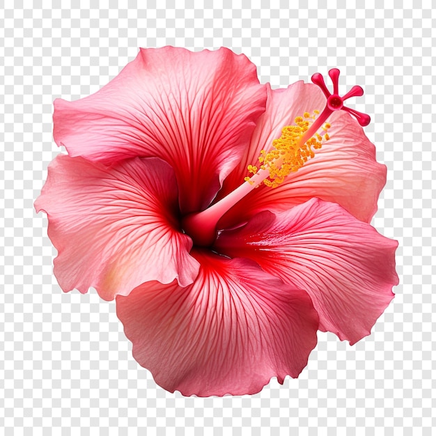 PSD sonnenuntergang hibiskusblume png isoliert auf durchsichtigem hintergrund