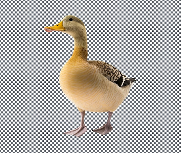 Soummy Duck Leg isolado em fundo transparente