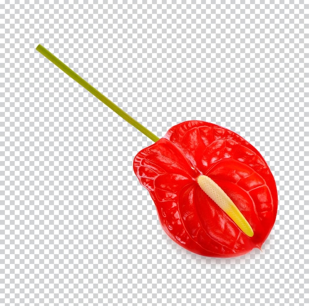 PSD spadix, fleur d'anthurium rouge isolée psd premium