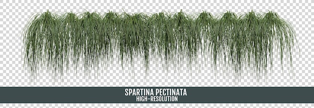 Spartina Pectinata sur un fond transparent