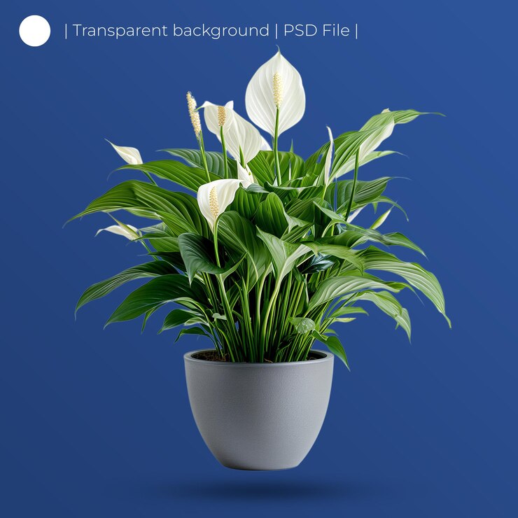 PSD spathiphyllum en una olla gris aislada sobre un fondo blanco