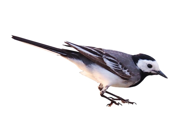 Spatzvogel