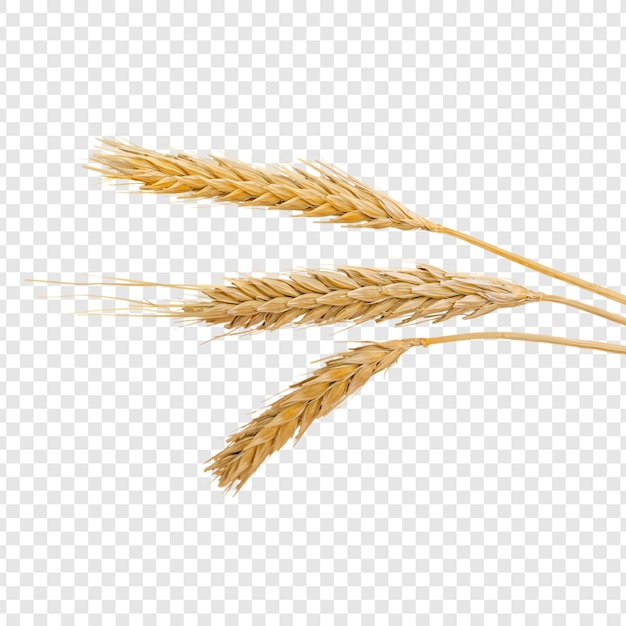 spighe di grano isolate