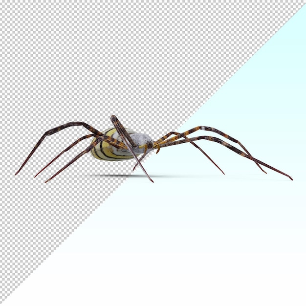 Spinne isoliert