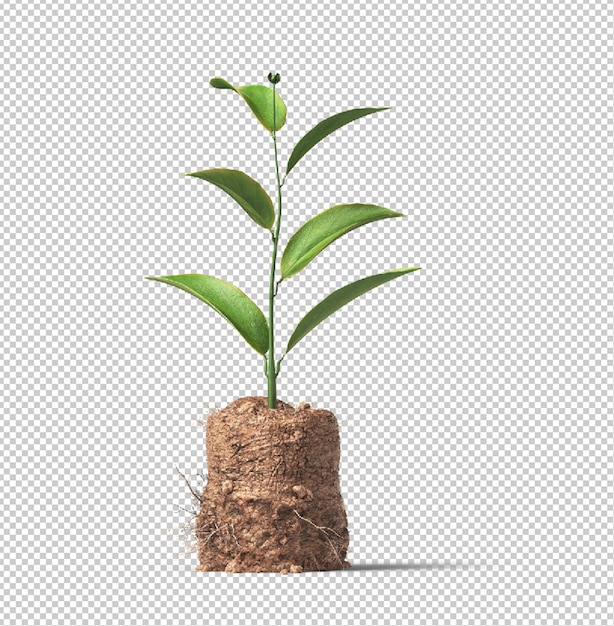 Sprossenpflanze mit Wurzeln und Boden