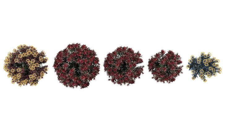 PSD spurgeconebushes bäume draufsicht auf weißem hintergrund