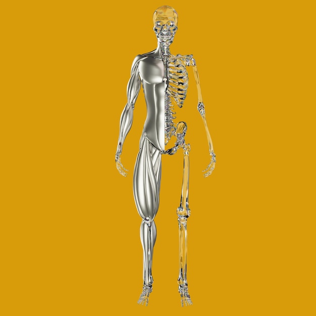 un squelette humain avec un fond jaune et un fond Jaune