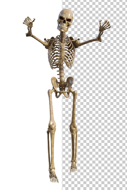 PSD squelette humain sur fond transparent rendu en 3d