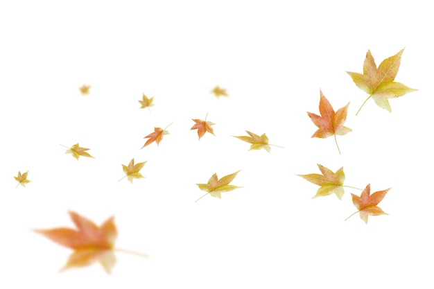 Stagione autunnale delle foglie gialle