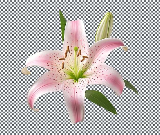 Stargazer Lily aislado en un fondo transparente
