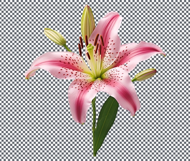 Stargazer Lily aislado en un fondo transparente