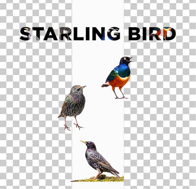 PSD starling bird png in einem psd