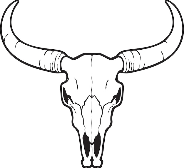 Stier-schädel