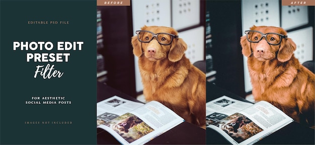 Stimmungsvolle instagram-fotobearbeitungsfilter-voreinstellung für social-media-feed-beiträge von hunden
