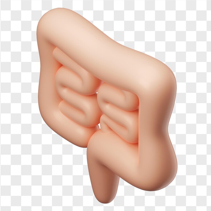 PSD stomache 3d modelo médico capas editables