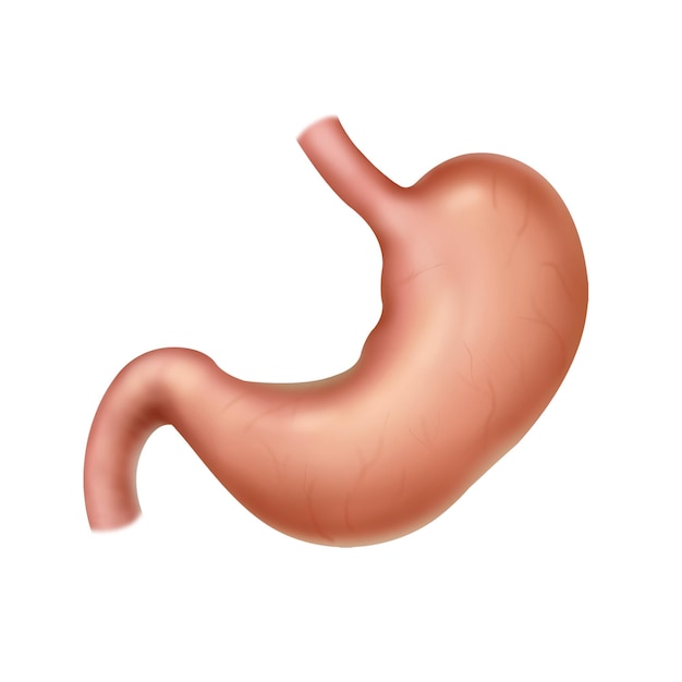 stomaco 2