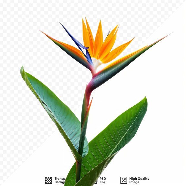 PSD strelitzia reginae flor ave del paraíso aislada sobre fondo blanco aislado