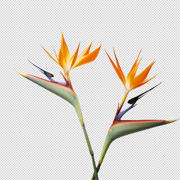 PSD strelitzia réginae.