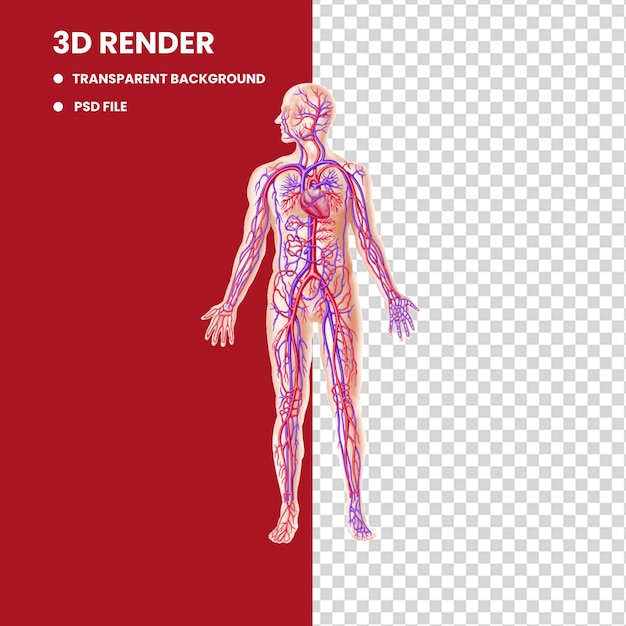 struttura anatomica vettoriale corpo umano cervello centrale umano midollo spinale e nervi periferici