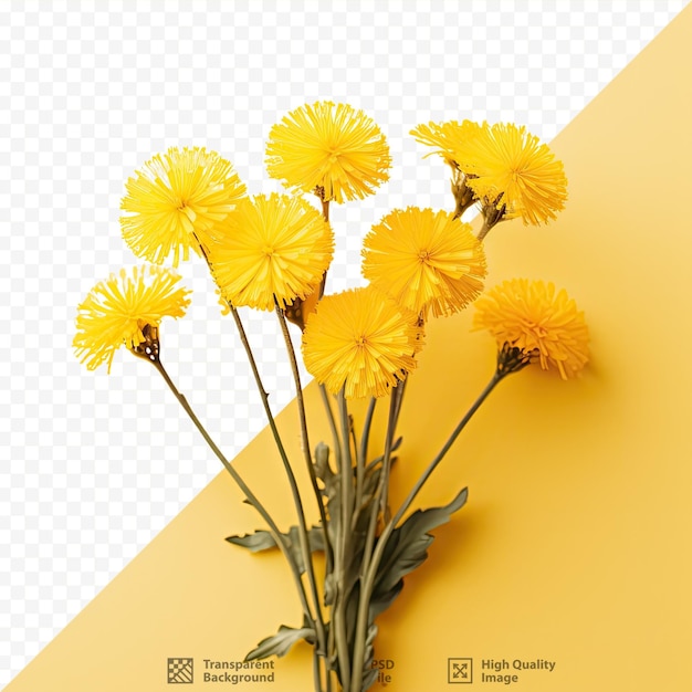 PSD studio-foto eines bündels gelber löwenzahnblüten