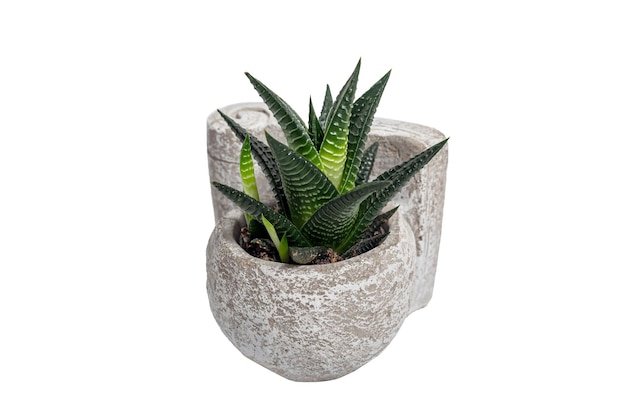 Suculento em um pote de cerâmica branca isolado em fundo branco
