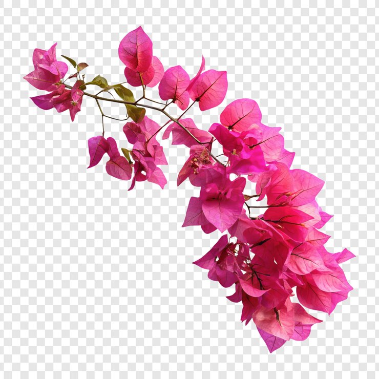 PSD sucursal de bougainvillea rosada