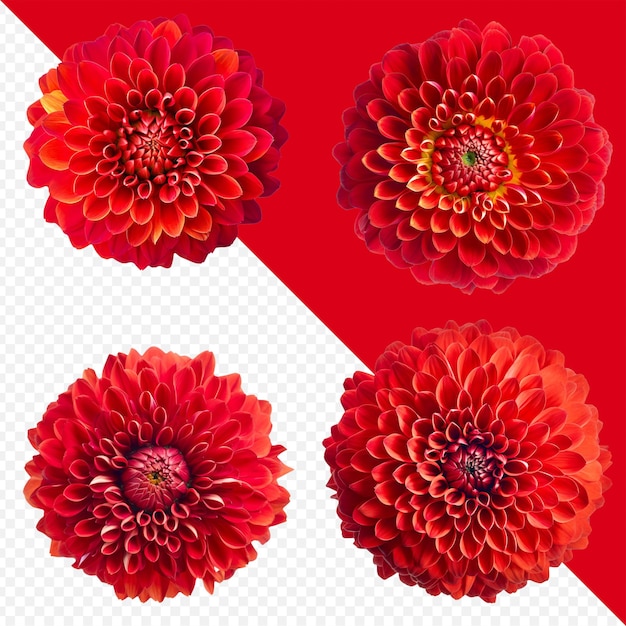 Surtido de cabezas de flores de dalia roja sobre fondo PNG transparente