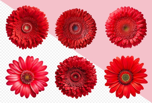 PSD surtido de cabezas de flores de margarita de gerbera roja sobre fondo transparente png