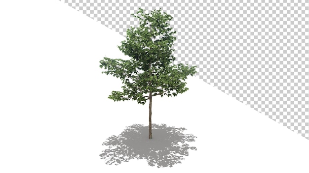 Sycomore Américain Avec Arbre Isolé Rendu 3d