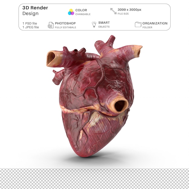 Système cardiaque et bronchique humain Modélisation 3D du fichier PSD Anatomie humaine réaliste