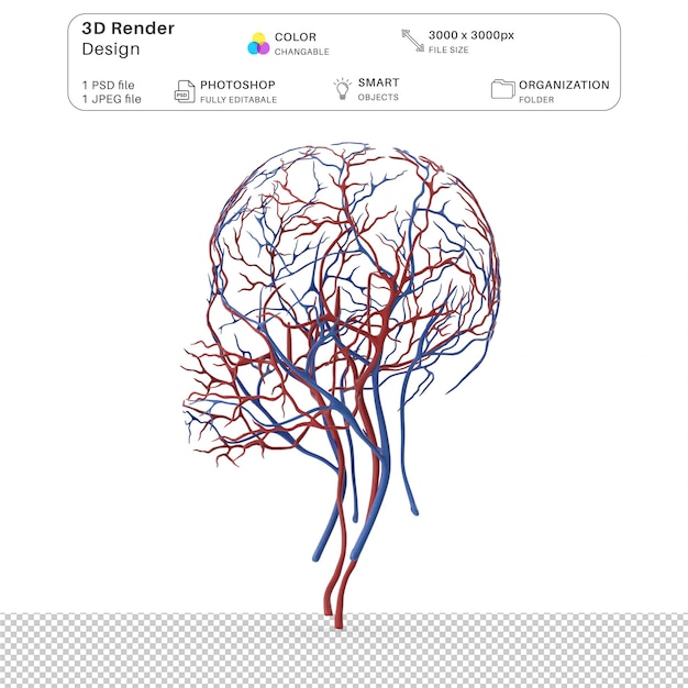 PSD système cardiovasculaire de la tête humaine modélisation 3d du fichier psd anatomie humaine réaliste