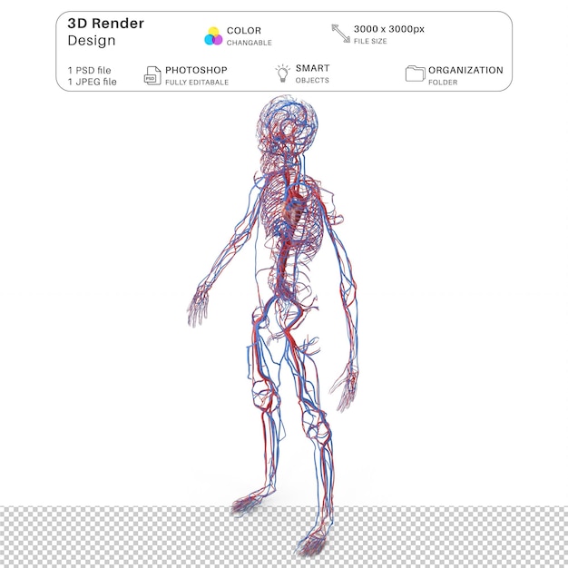 PSD système circulatoire du corps du garçon modélisation 3d du fichier psd anatomie humaine réaliste