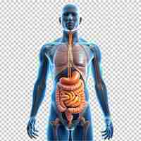 PSD système digestif humain