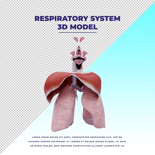 Système Respiratoire