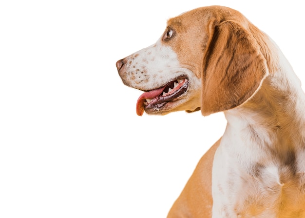 Szene mit braunem und weißem Hund