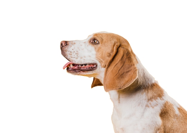 Szene mit braunem und weißem Hund
