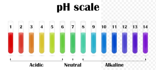 PSD le tableau d'échelle des valeurs de ph pour les solutions acides et alcalines dans les tubes à essai diagramme de couleur du ph