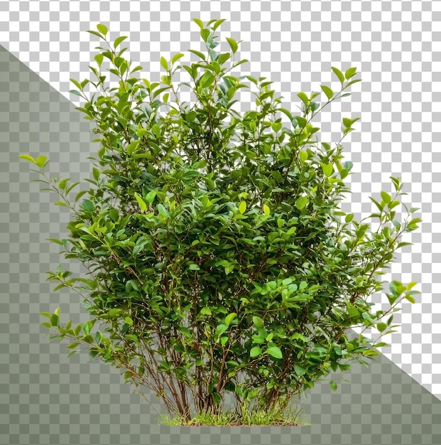 Tageslicht üppig grüner Strauch in der Natur ausgeschnitten Stock png
