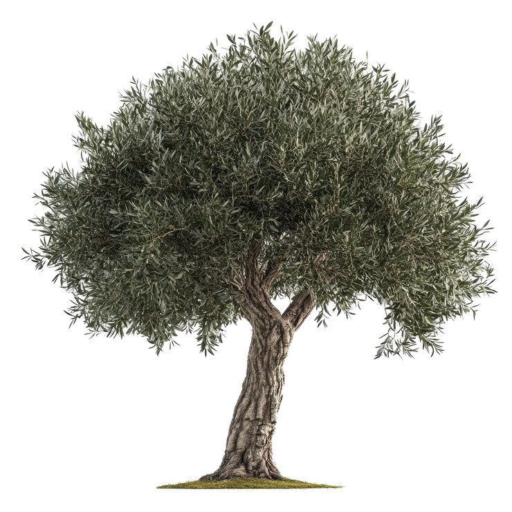PSD taglio archviz albero d'oliva file psd sfondo trasparente