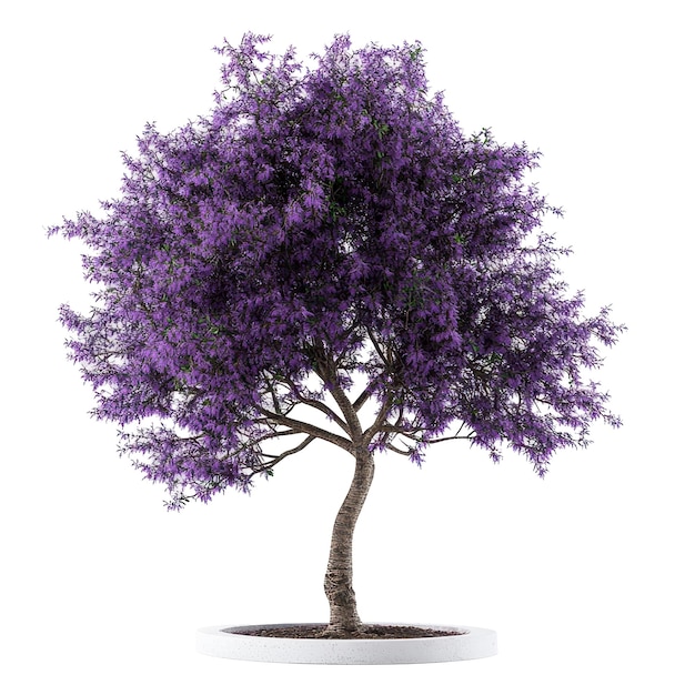 taglio archviz alder tree file psd sfondo trasparente