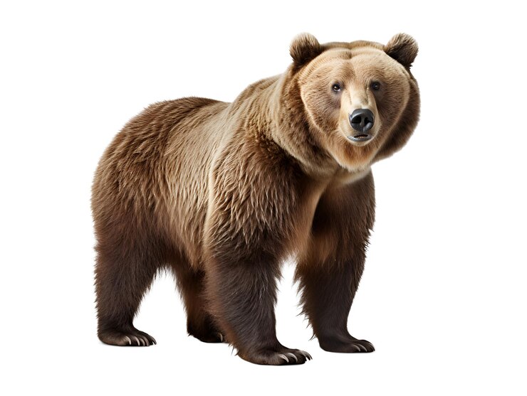 PSD taglio dell'orso