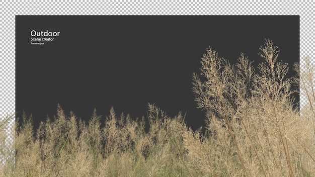 Tall Grass Meadow En Rendu 3d